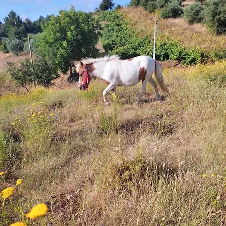 Bed & Breakfast Nature Et Al House - Casa Uso Exclusivo E Jardim - Little Farm Batalha