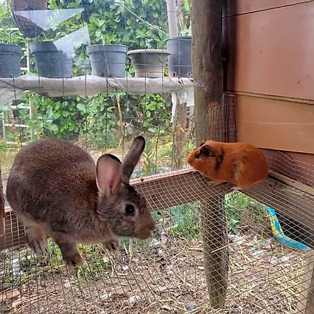 Nature Et Al House - Casa Uso Exclusivo E Jardim - Little Farm 4* Batalha