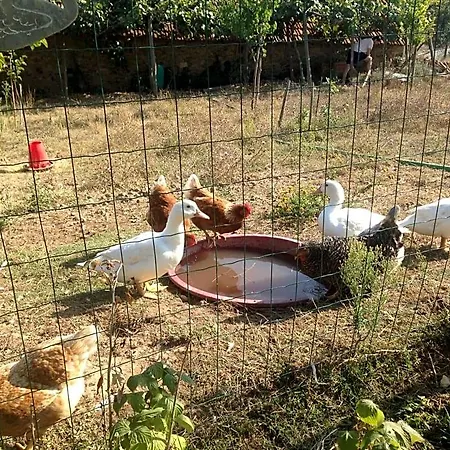 Nature Et Al House - Casa Uso Exclusivo E Jardim - Little Farm