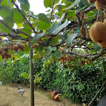 Nature Et Al House - Casa Uso Exclusivo E Jardim - Little Farm Bed & Breakfast