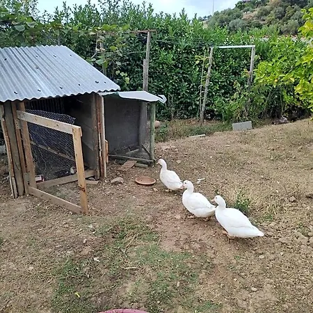 Nature Et Al House - Casa Uso Exclusivo E Jardim - Little Farm Bed & Breakfast Batalha