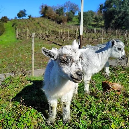 Nature Et Al House - Casa Uso Exclusivo E Jardim - Little Farm Bed & Breakfast