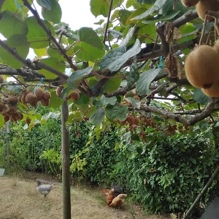 Nature Et Al House - Casa Uso Exclusivo E Jardim - Little Farm Отель типа 