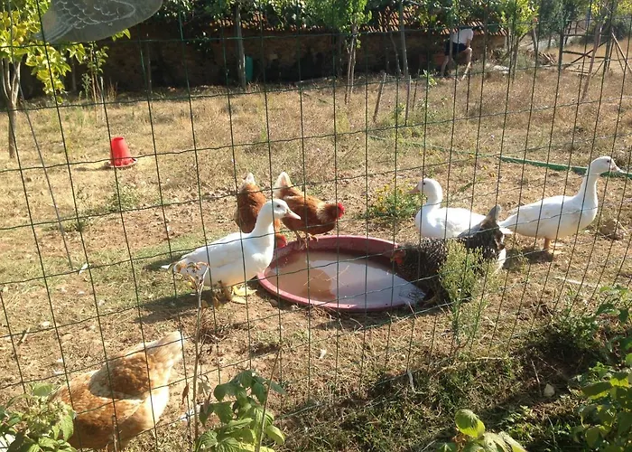 Nature Et Al House - Casa Uso Exclusivo E Jardim - Little Farm Batalha