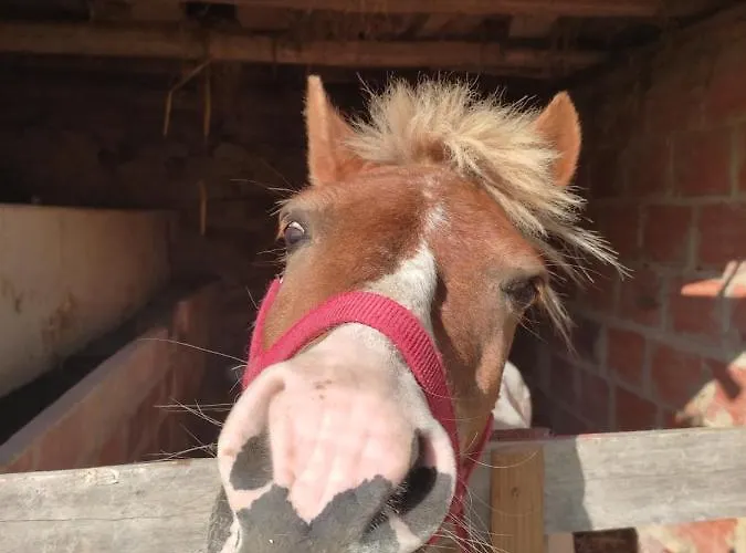 Nature Et Al House - Casa Uso Exclusivo E Jardim - Little Farm Bed & Breakfast