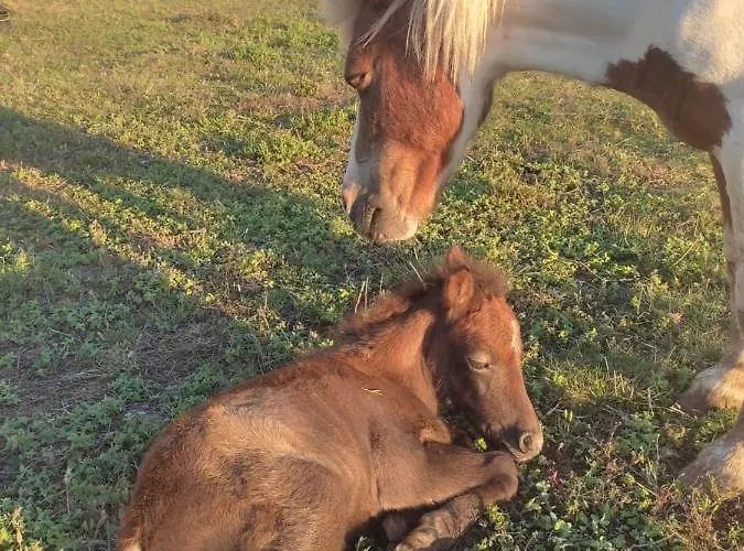 Nature Et Al House - Casa Uso Exclusivo E Jardim - Little Farm Batalha