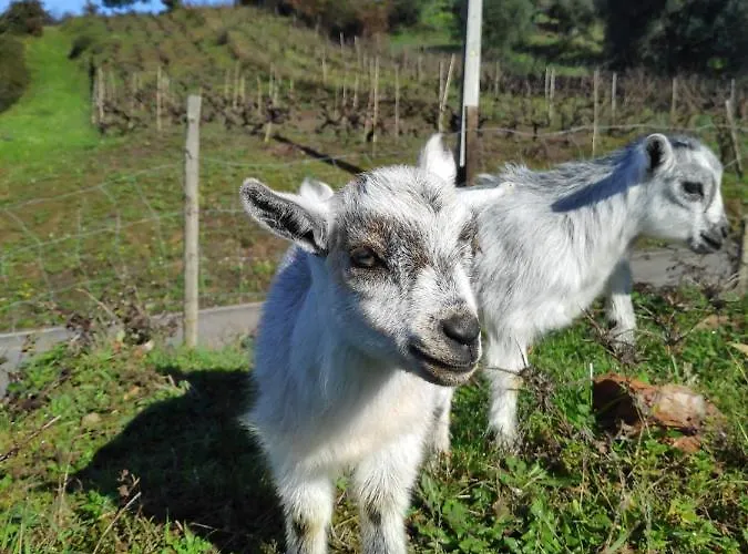 Nature Et Al House - Casa Uso Exclusivo E Jardim - Little Farm Bed & Breakfast