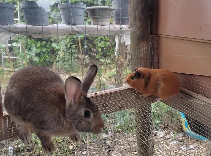 Bed & Breakfast Nature Et Al House - Casa Uso Exclusivo E Jardim - Little Farm Batalha