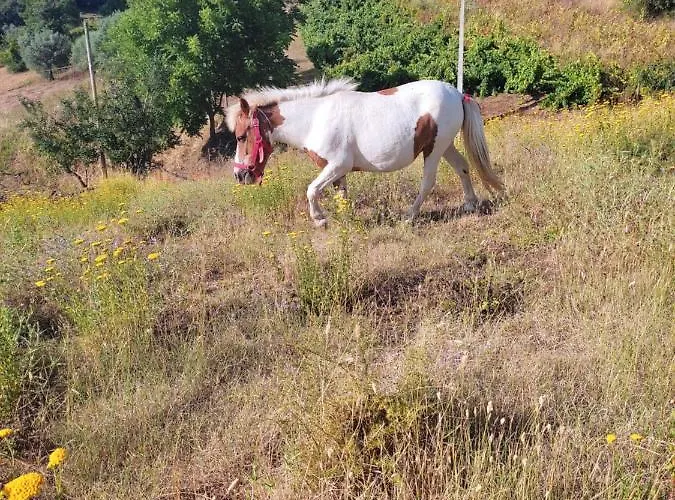Bed & Breakfast Nature Et Al House - Casa Uso Exclusivo E Jardim - Little Farm Batalha