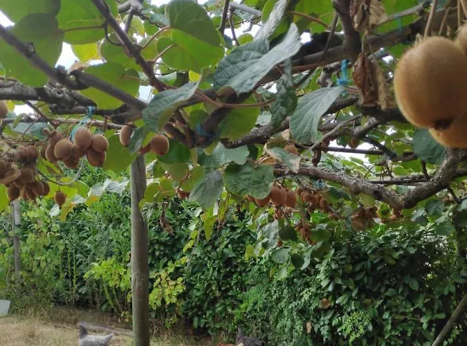 Nature Et Al House - Casa Uso Exclusivo E Jardim - Little Farm Bed & Breakfast Batalha